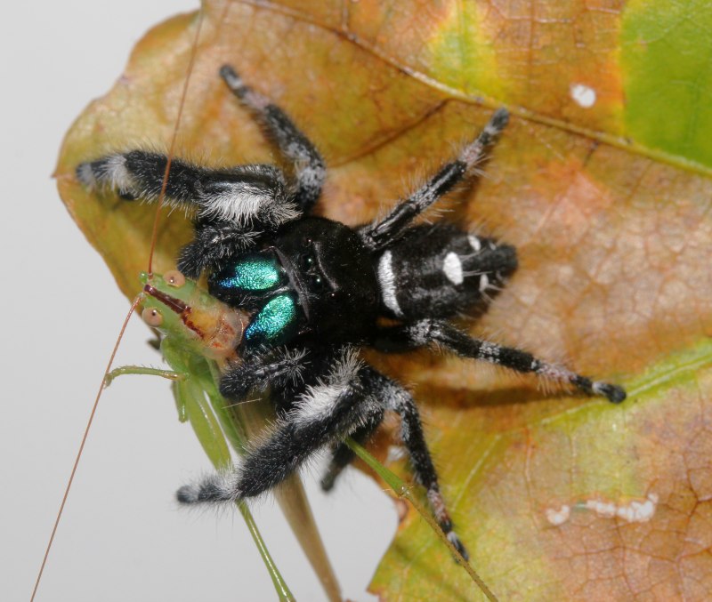 Паук Королевский Phidippus Regius самец