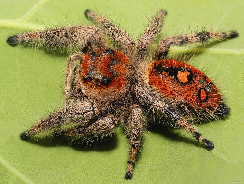 Паук Phidippus Regius