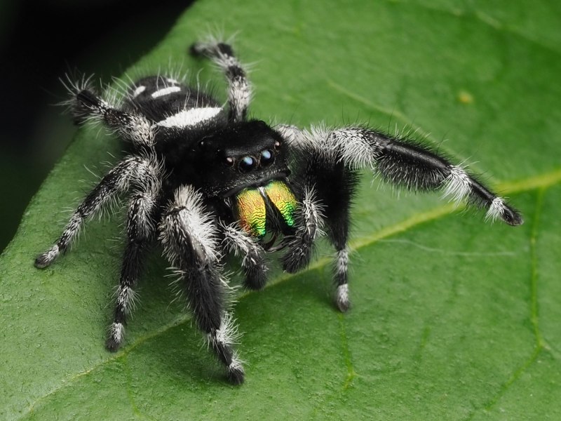 Phidippus Otiosus