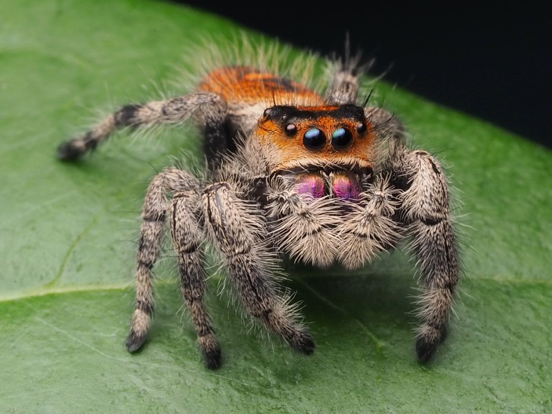 Phidippus Regius фото