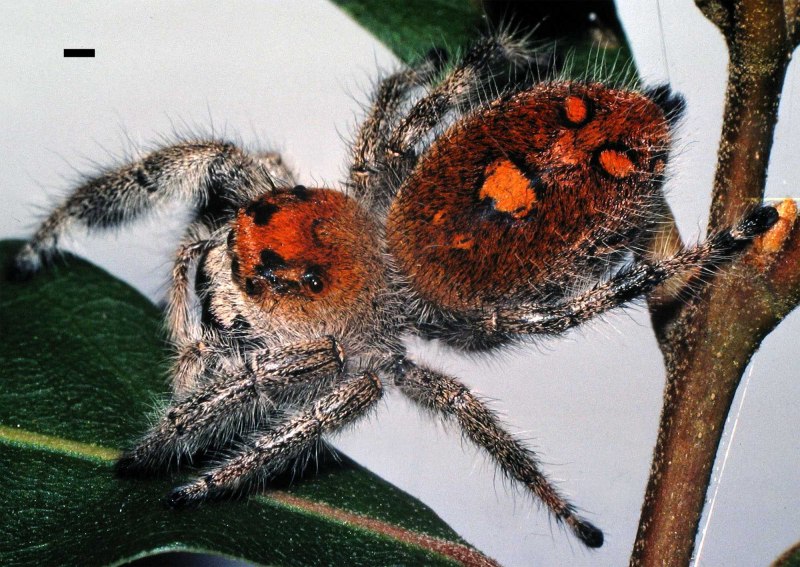 Regius Phidippus спаривание