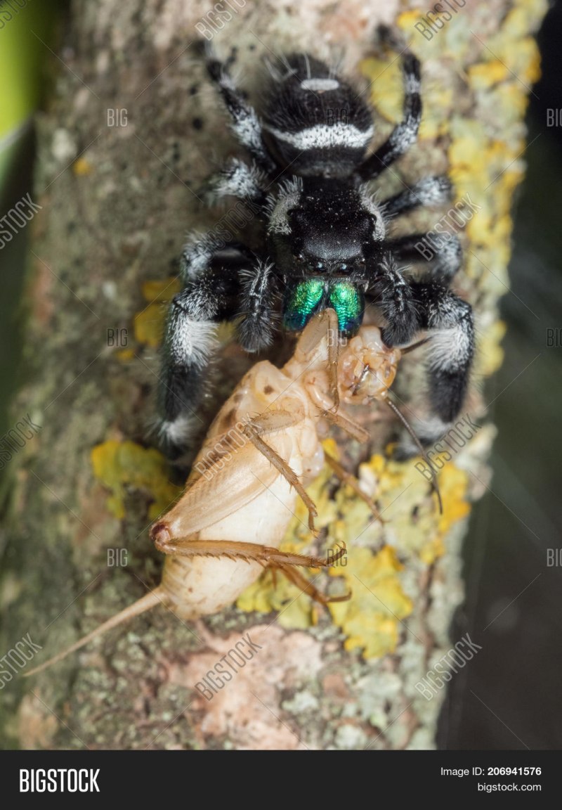Phidippus Regius содержание