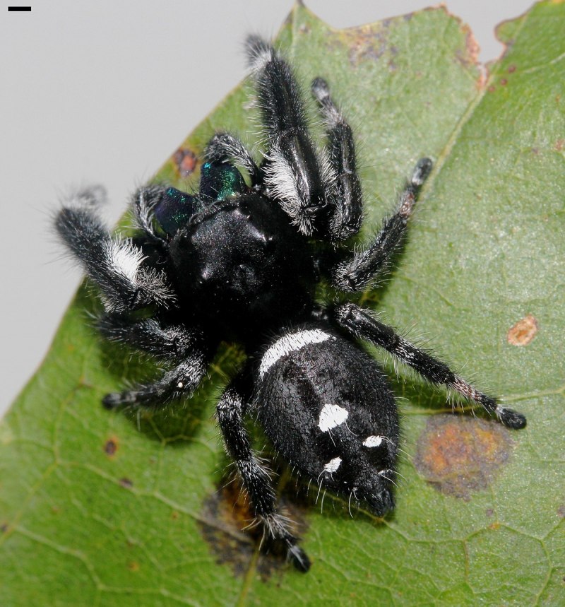 Паук Королевский Phidippus Regius