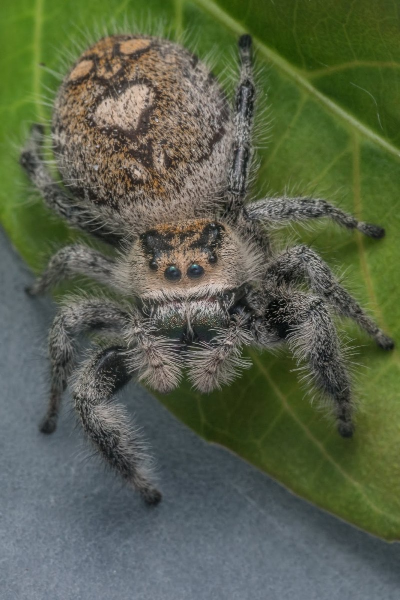 Regius Phidippus спаривание