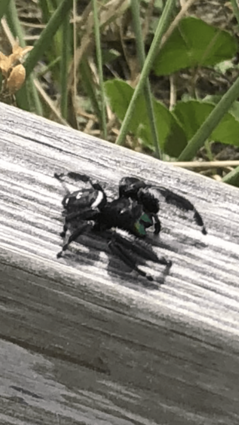 Phidippus Regius фото