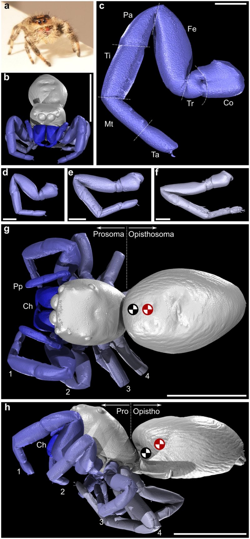 Phidippus Regius содержание