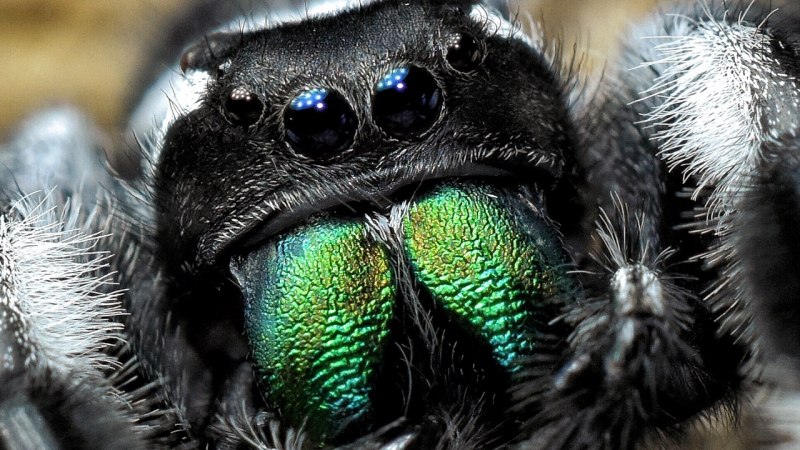 Phidippus Regius male
