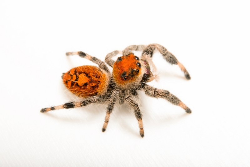 Phidippus Audax опасен для людей?