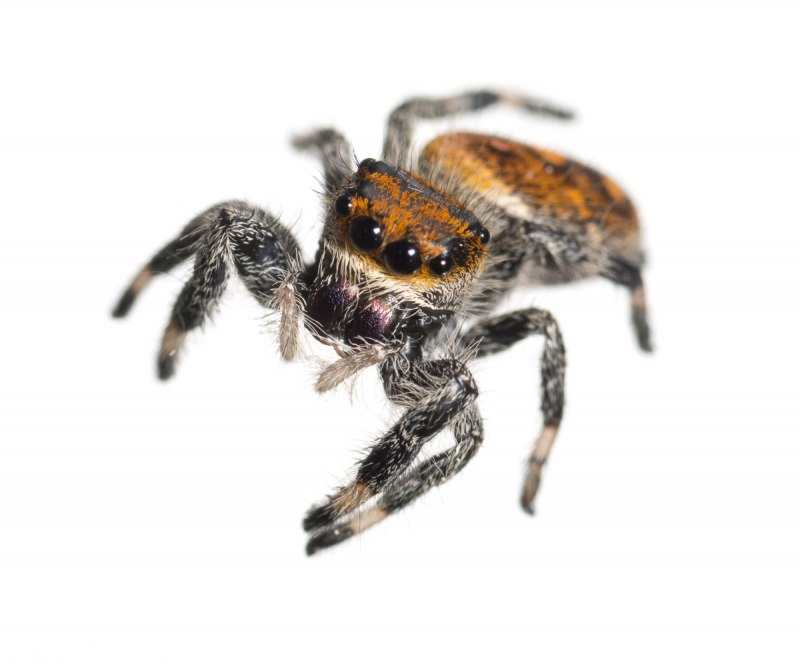 Паук-скакун (Phidippus Regius) маленькие