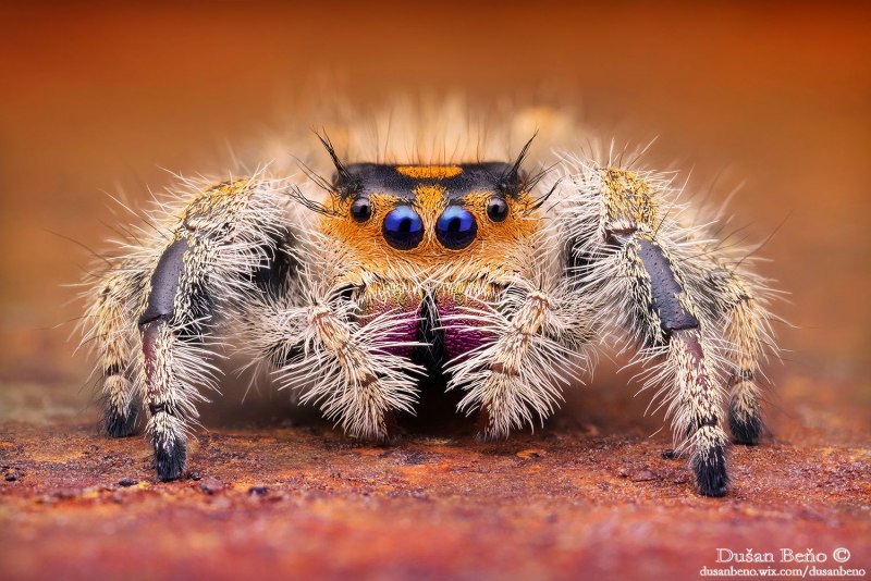 Phidippus Regius Вики