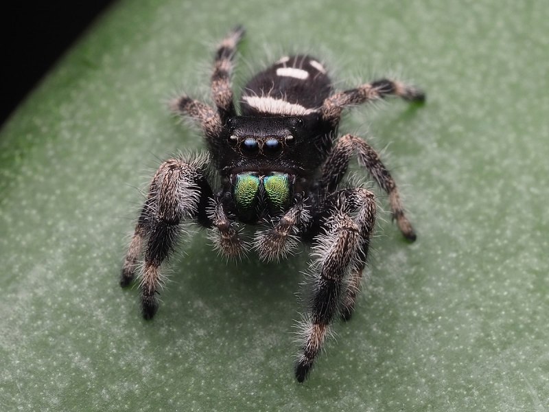 Figure Morphology of Spider