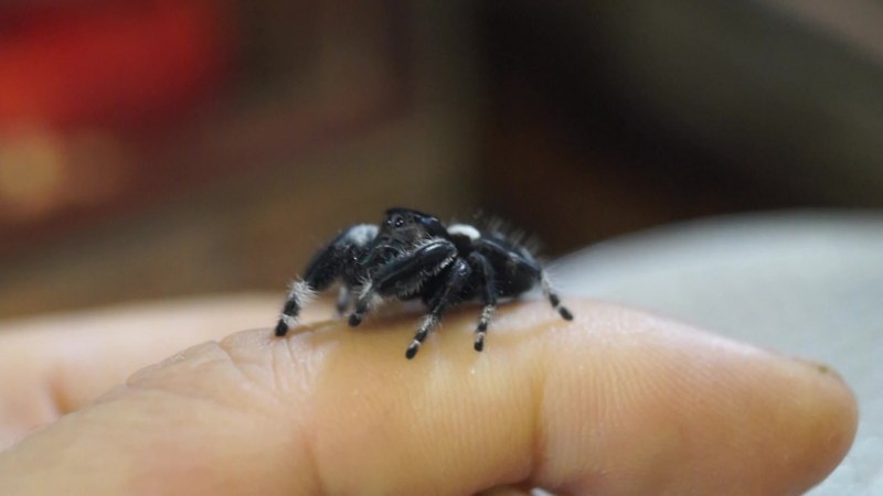 Паук Королевский Phidippus Regius самец