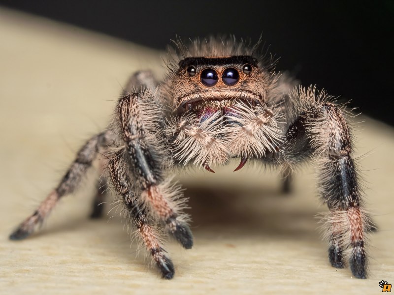 Phidippus Audax яд