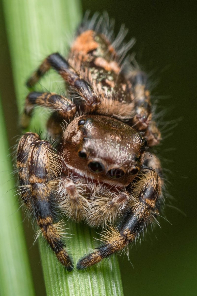 Phidippus Regius опасен ли для человека