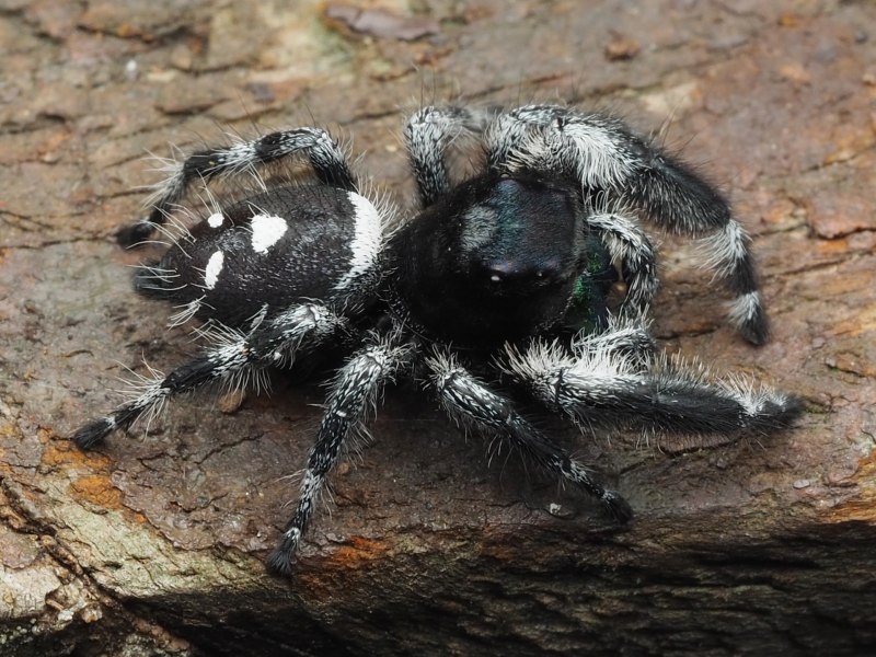 Regius Phidippus спаривание