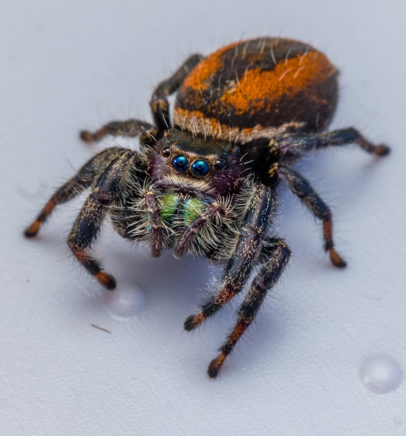 Phidippus Regius опасен ли для человека