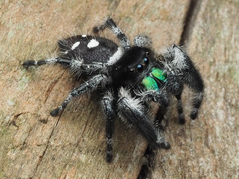 Phidippus Regius male