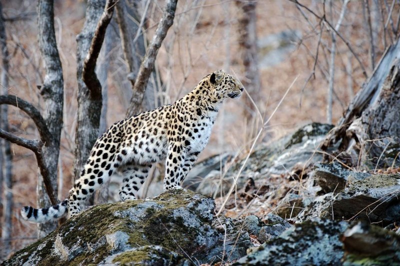 Дальневосточный леопард (68 фото)