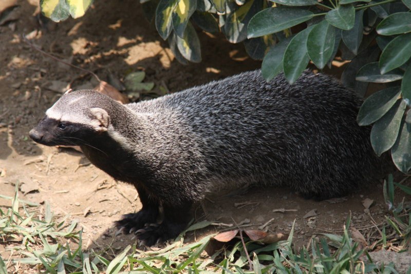 Galictis vittata