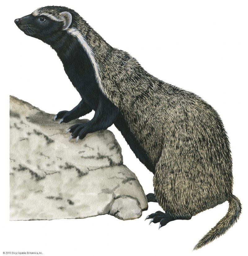 Гризон (млекопитающее)