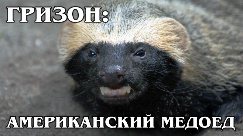 Медоед бесстрашный