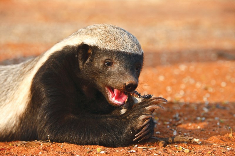 Honey Badger медоед