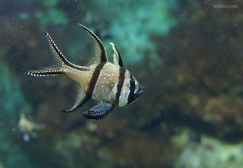 Апогон Каудерна тюлевый, m /Pterapogon kauderni
