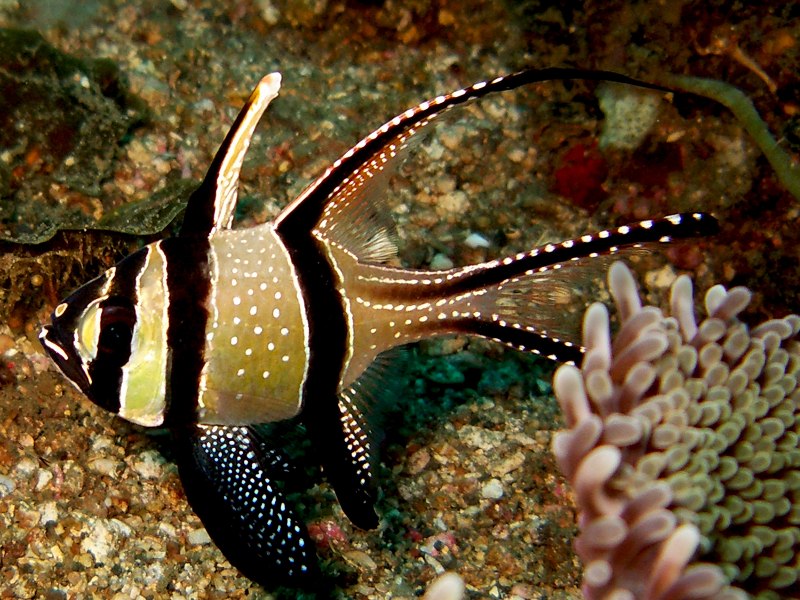 The Banggai Cardinalfish