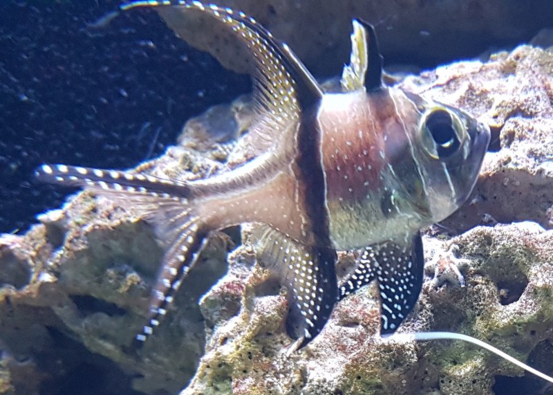 Apogon leptacanthus