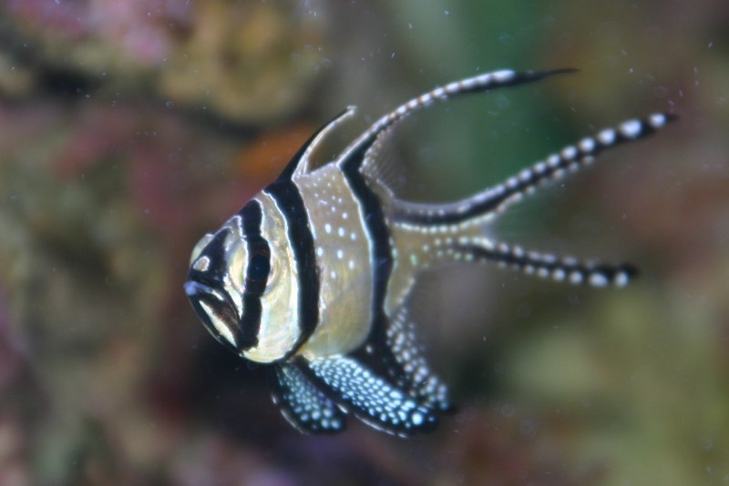 Апогон Каудерна тюлевый, m /Pterapogon kauderni