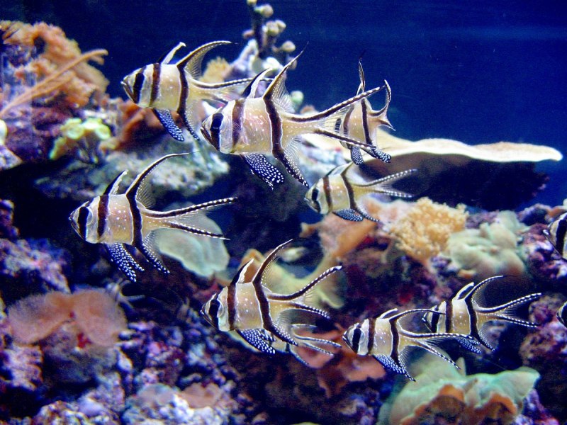 Рыба Кардинал морская фото