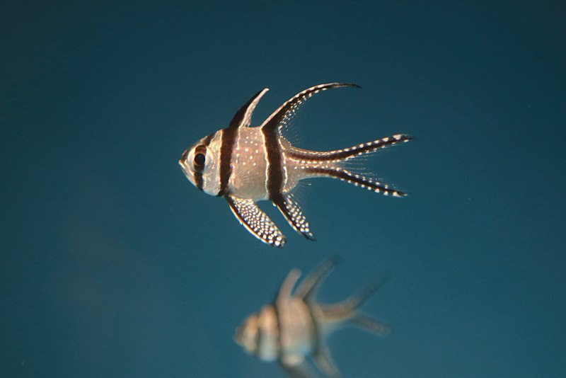Apogon leptacanthus