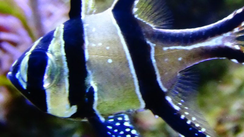 Апогон Каудерна тюлевый, m /Pterapogon kauderni