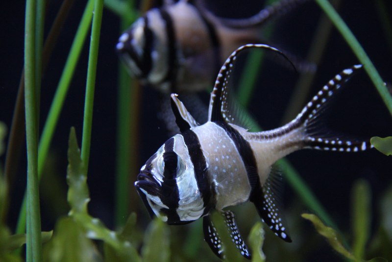 The Banggai Cardinalfish
