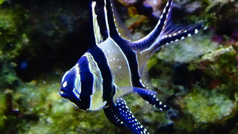 Apogon angustatus