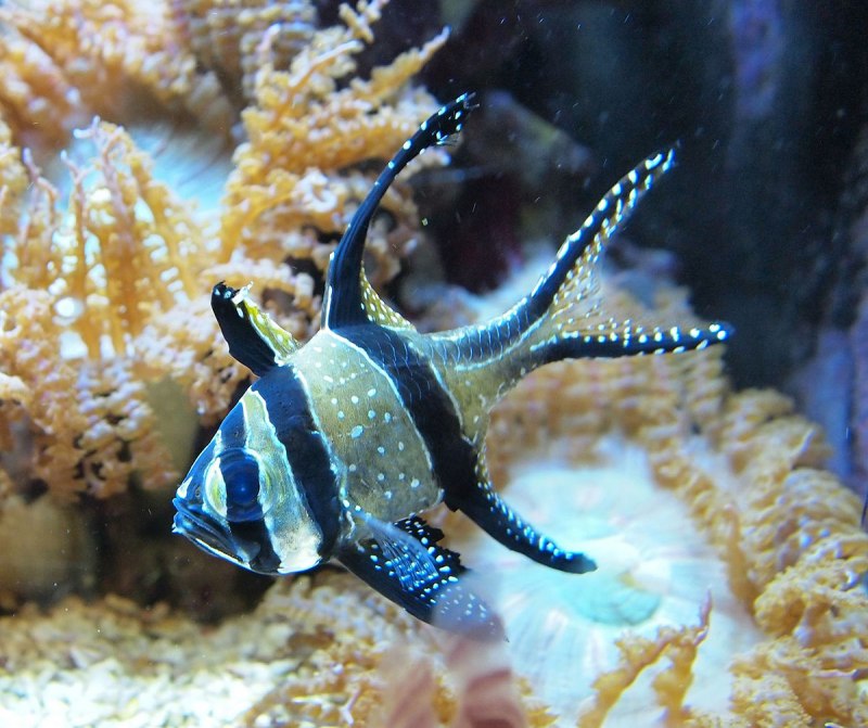 Pterapogon kauderni (тюлевый Кардинал)