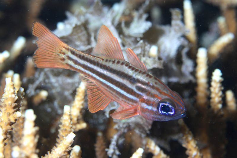 Apogon leptacanthus