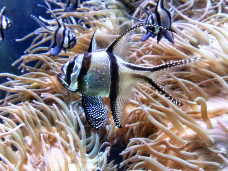 The Banggai Cardinalfish