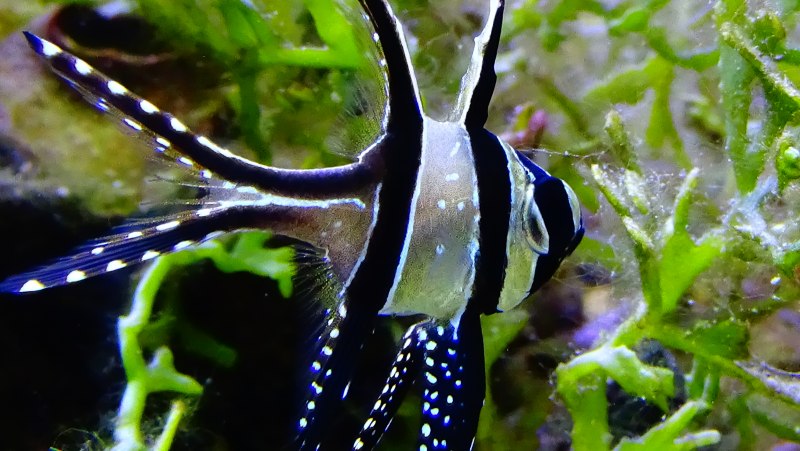 Апогон Каудерна тюлевый, m /Pterapogon kauderni