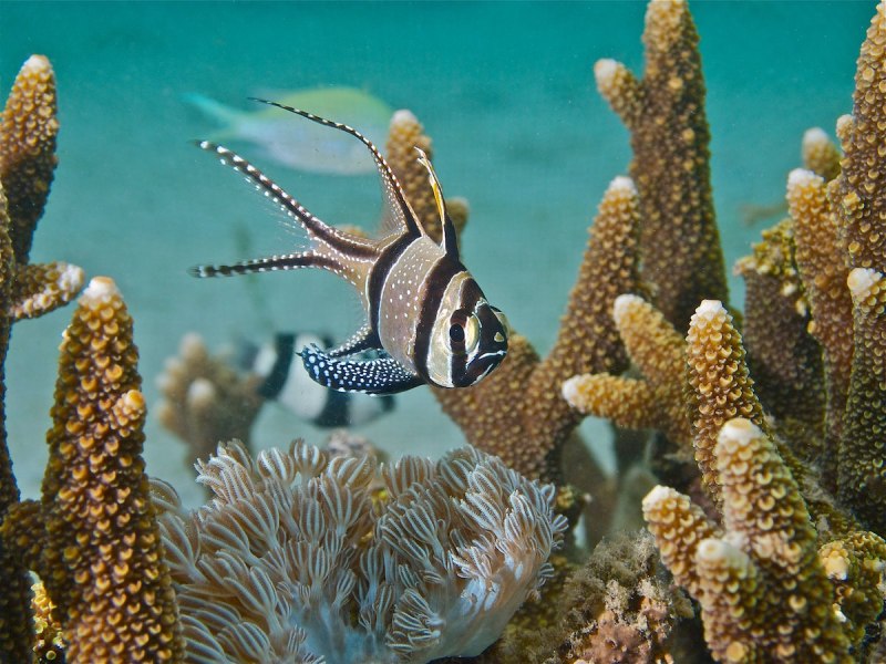 Apogon leptacanthus