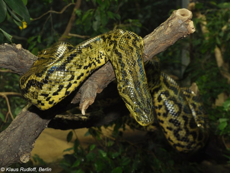 Анаконда eunectes beniensis
