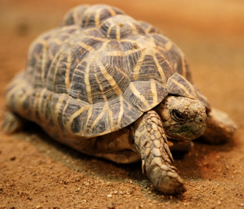 Geochelone Platynota