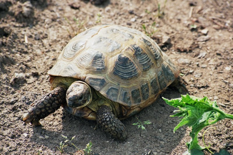Среднеазиатская черепаха agrionemys
