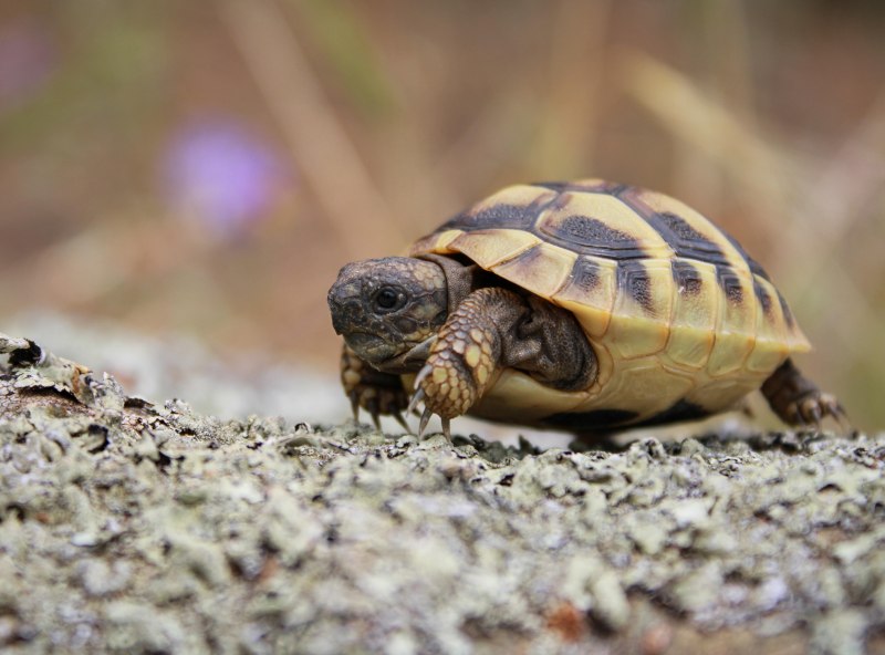 Среднеазиатская черепаха Testudo horsfieldii