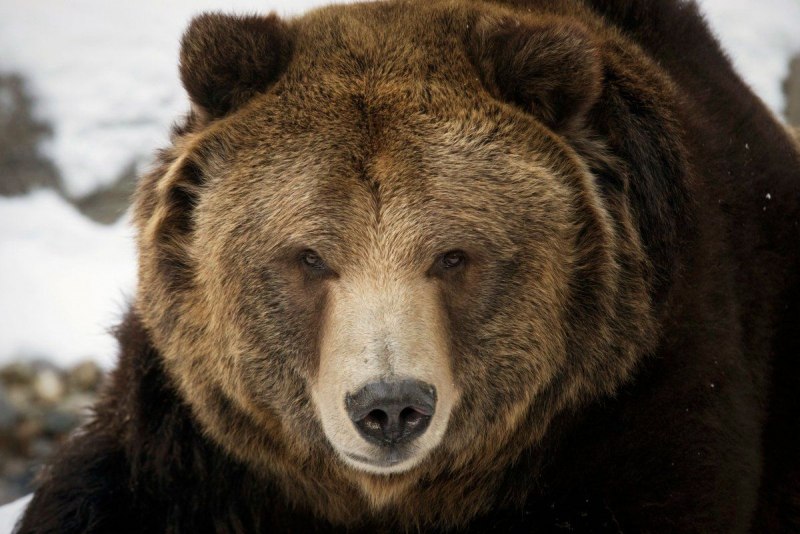 Медведь Гризли медведь Гризли