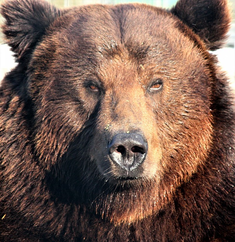 Медведь Гризли