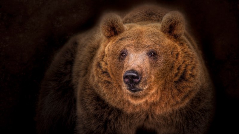 Взгляд медведя