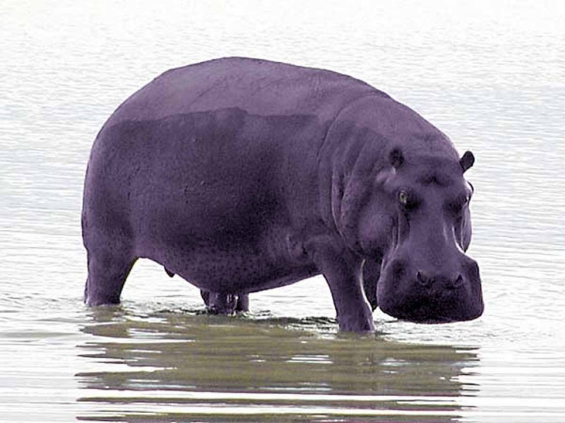 Гиппопотам синоним. Гиппопотам (Hippopotamus). Нильский Бегемот. Бегемот Hippo. Черный гиппопотам.