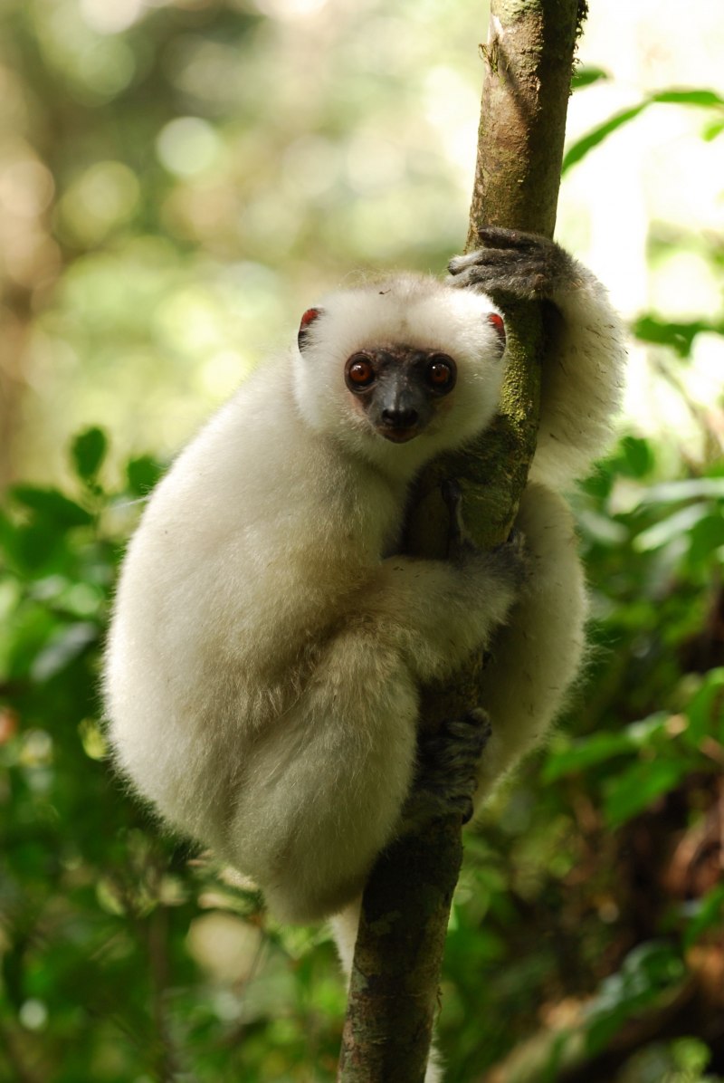 Silky Sifaka