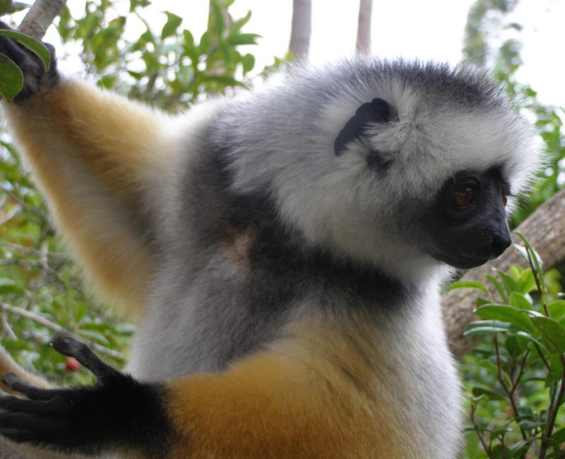 Propithecus Diadema